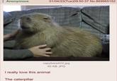 Anonymous 01/04/22(Tue)09:50:37 No.869965152 capybara432.jpg 40 KB JPG I really love this animal The caterpillar