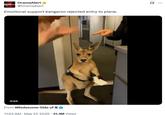 A post by DramaAlert reading, "Emotional support kangaroo rejected entry to plane." The video shared is AI-generated and shows a kangaroo with a boarding pass being rejected from a flight.