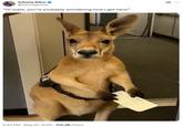 A post reading, “Oi mate, you’re probably wondering how I got here.” The caption is attached to a kangaroo holding a boarding pass.