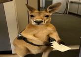 An AI-generated image of an emotional support kangaroo holding a boarding pass. The kangaroo is being rejected from entering a plane.