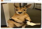A meme of an emotional support kangaroo holding a boarding pass, being rejected from his flight. The meme reads, "When your parents are fighting and you just chilling there like:"