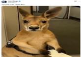 A meme of an emotional support kangaroo holding a boarding pass, being rejected from his flight. The meme reads, "yo like can i just go?"