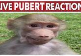 A "Live Tucker Reaction":https://knowyourmeme.com/memes/live-tucker-reaction meme with Pubert the "monkey":https://knowyourmeme.com/memes/monkeys-apes instead.