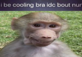 A "meme":https://knowyourmeme.com/memes/memes showing Pubert the "monkey":https://knowyourmeme.com/memes/monkeys-ape with the caption, "I be coolin bra idc bout nun."