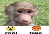 A "meme":https://knowyourmeme.com/memes/memes showing Pubert the "monkey":https://knowyourmeme.com/memes/monkeys-ape with the caption, "real vs. fake."
