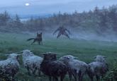 A piece of art by Jakub Rozalski. The art shows a dog defending a flock of sheep from a werewolf.
