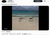 Twitter / X user @eat5G posted the video of a pair of birds walking along the shoreline on a beach before getting knocked over by the incoming tide. The video was captioned, "Ur not a vibe bro," gathering over 81,000 likes in three days. 