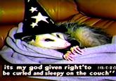 its my god given right'to mora be curled and sleepy on the couch'