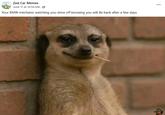 A toothpick meerkat meme. The meme reads, "Your BMW mechanic watching you drive off knowing you will Be back after a few days"