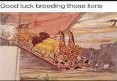 Good luck breeding those lions