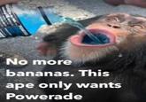POWER No more bananas. This ape only wants Powerade