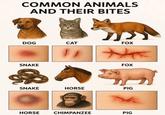 COMMON ANIMALS AND THEIR BITES DOG CAT FOX SNAKE FOX SNAKE HORSE PIG HORSE CHIMPANZEE PIG