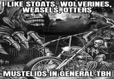 I LIKE STOATS, WOLVERINES, WEASELS, OTTERS MUSTELIDS IN GENERAL TBH
