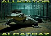 ALLIGATOR JEREMEMEZ ALCATRAZ