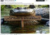 Vince Langman @LangmanVince I feel like it's Christmas morning! What time is Alligator Alcatraz opening today? → Subscribe 0 Hey Tom Homan, what time is breakfast? . 6:43 AM Jul 1, 2025 16.4K Views