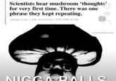 Scientists hear mushroom 'thoughts' for very first time. There was one phrase they kept repeating. Uploaded on Apr 1, 2025/6:43 AM EST/NEW YORK GLOBE NYG 15K u/Interesting Tune1400 NICCASRALLS