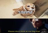 MY DOG BEGGING ME TO SHARE MY FOOD ME Please don't look at me like that