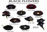 BLACK FLOWERS That Will Add Drama to Your Garden black velvet petunia black dahlia Black Calla lily Black Iris black magic hollyhock Black Tulip Black Hellebore Black Viola Black Rose black star gladiolus