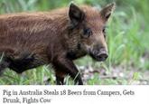 Pig in Australia Steals 18 Beers from Campers, Gets Drunk, Fights Cow