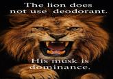 The lion does not use deodorant. His musk is dominance.