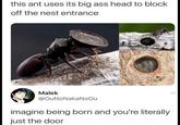 this ant uses its big ass head to block off the nest entrance Malek @OuNoNakaNoOu imagine being born and you're literally just the door