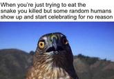 When you're just trying to eat the snake you killed but some random humans show up and start celebrating for no reason