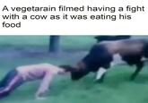 A vegetarain filmed having a fight with a cow as it was eating his food