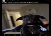 4,824 347 r/DogAdvice 15h 45lb dog stole and ate 5 bananas #4