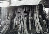 2. Cedar Stump Residence, 22 feet diameter. Copyright 1901 by D. R. Kinsey