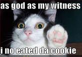 as god as my witness i no eated da cookie ICANHASCHEEZBURGER.COM