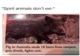 "Spirit animals don't exi-" Pig in Australia steals 18 beers from campers, gets drunk, fights cow.