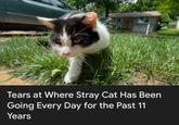 Tears at Where Stray Cat Has Been Going Every Day for the Past 11 Years
