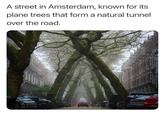 A street in Amsterdam, known for its plane trees that form a natural tunnel over the road. L-9179