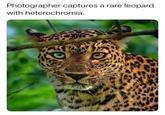 Photographer captures a rare leopard with heterochromia.