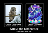 Great Gray Owl Great Gay Owl Know the Difference It will save your life.