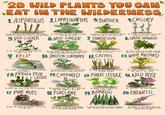 20 WILD PLANTS YOU CAN EAT IN THE 1. ASPARAGUS 2 LAMOS QUARTERS 3. BURDOCK 4.CHICORY WILDERNESS THE OLD LARETY OF APARGISTER THIS GROUPY AULROLE THE LAMBSQUARTERS ARE ROH W VITAMIN A VITAMIN C, THE DURDOCK & CONSUIT OF BIG LEAVERS & PURPLISH THE CHICOPY SA BUERY PLANT THAT ARE SMALL COU&ITS TO GROW ON DAPP SOL ATA DRECT SUNLIGHT CAROR AND PR POWER HEROS THAT ARE T LANDER WHITE & FLOWERS 5. RED CLOVER WILD GINGER 7. DANDELION 8. GREEN SEAWEED THE RED CLOVER CORDS OF TREFOIL LEAVES & RER ROADED FOR THE OLD GANGERED TOORY OF SPEE SCE ROCKS CAN TRANSFORMED TO WED GINGER CANDY EN OLED ON READY SYFUR THE DANDELION IS ENTIRELY EDIDIE FROM ITS TO LEAVES AFTER THE GREEN SEAWEED CAN BE EARN FADING WITH FRESHER TO REMOVE ITS SAUN 9. KELP 10. AMERICAN ELDERBERRY 19. CATTAIL 12. WHITE MUSTARD KELP IS FORM OF AED AND RICH IN FOLIE UNS AND VITAMIN K TOMERICAN ELDERDRY FRUIT IS PURPLICH-BLACK THE CATTAIL IS MOSTLY FOUND NEAR THE EDGES PROPES CAN BE USED IN CREATING SA JELLIES. OF PRESATER LANDS THE WHITE MUSTARD IS ABUNDANT IN MOST PART OF THE WORLD 13. PRICKLY PEAR 14 CHICKWEED 15. MINER'S LETTUCE 96. WILD ROSE CACTUS THE PRICKLY PEAR CACRES IS VERY TACTY NUTRITIONAL THE CHICKNEEDS LEAVES ORE HEFTY CLONG TH SMALL WE FLOWERS IN THE PLANT THE MINERS LETTUCE IS USUALLY USED ACA SALID CROP THE WILD ROSE CAN GROW WHERE 12 PINE NUTS & PURSLANE 19 BAMBOO 20. FIREWEED 18. PINE NUTS ORE SNACKS THAT ARE EDIBLE STRUGHT FROM THE FINE CONES MELD DUT CAN PROVIDE PUROLINE IS CONCOURED CONCIOUS DANS AND MINERALS IN THE WILD THE EDIBLE PART OF THE ADORE THE STOUT & ROTOND DUDS CHENGSTE GAN FOOD FOR INJURIES THE FIRENCED OR FLD STED FLOWERS THAT VRILY POP UP IN OFIOS TAST RECENTLY SPEED
