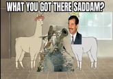 WHAT YOU GOT THERE SADDAM?
