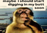 Instagram page @spacecowboyryan posted a "Digging In Yo Butt":https://knowyourmeme.com/memes/digging-in-yo-butt meme featuring the Thinking Monkey, gathering over 90,000 likes in a month.