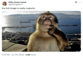 X user @glittergibbon reposted the larger Thinking Monkey image, writing, "the full image is really majestic," gathering over 200,000 likes in a month.