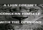 A LION DOESN'T CONCERN HIMSELF WITH THE OPINIONS