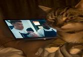 An "exploited":https://knowyourmeme.com/memes/exploitables version of the Homophobic Cat "meme":https://knowyourmeme.com/memes/memes, showing the cat "side-eyeing":https://knowyourmeme.com/memes/side-eye a scene in the TV show "_The Bear_":https://knowyourmeme.com/memes/subcultures/the-bear.