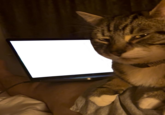 A PNG "meme":https://knowyourmeme.com/memes/memes template for "exploitable":https://knowyourmeme.com/memes/exploitables use, showing a "cat":https://knowyourmeme.com/memes/subcultures/cats giving a "side-eye":https://knowyourmeme.com/memes/side-eye in front of a laptop.