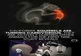 CALIFORNIA SQUIRRELS ARE TURNING CARNIVOROUS. THEY ARE ACTIVELY HUNTING OTHER ANIMALS FOR THE FIRST TIME, STUDY REVEALS 3