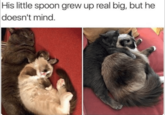 His little spoon grew up real big, but he doesn't mind.