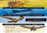 (120km/hr) Fastest Animal on land is Cheetah. (110km/hr) Fastest Animal in water is Sailfish. Fastest Animal in air is Pregurine falcon. (390km/hr) Fasted Creature in D&D 5e SOLAR Large Celestial, Lawful Good Armor Class 21 (natural armor) Hit Points 243 (18d10 + 144) Speed 50 ft., fly 150 ft.