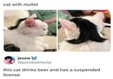cat with mullet jessie W @porcelaintulip this cat drinks beer and has a suspended license