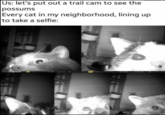 Us: let's put out a trail cam to see the possums Every cat in my neighborhood, lining up to take a selfie:
