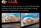 EMMA @ High at the pet store rn and absolutely losing my mind at this hamster using his own b------- as a pillow hair hamster