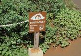 BIRDS ONLY Beyond This Sign
