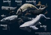 Sperm Whale Average size L: 16m W:45T Mosasaurus Saint-Hubert specimen L: 33.7m W: 89.5T (headcanon) Mosasaurus Nublar specimen L: 36.6m W: 84.6T (headcanon) Humpback Whale Average size L: 16m W: 40T Coco Difik Coco Dark Art Blue Whale Average size L: 27m W: 150T Render by CocoDark Art, models by LukieTheWesley13, DracoTheWarrior and Saito in Steam Workshop, and Easterbenner in DeviantArt